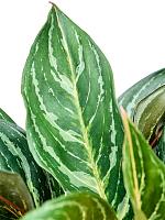 Аглаонема Дримкетчер H50 D19 см