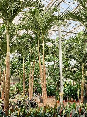 Вейтчия Мерилли (Адонидия) 2 ствола Вейтчия Мерилли (Адонидия) 2 ствола