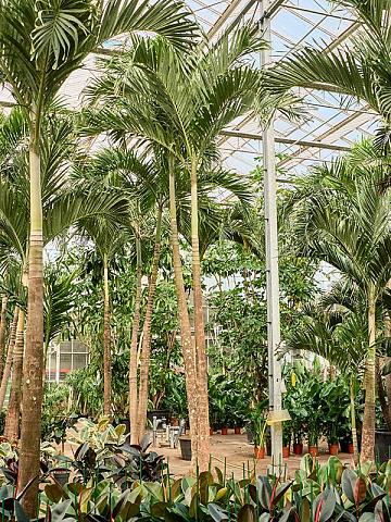 Вейтчия Мерилли (Адонидия) 2 ствола Вейтчия Мерилли (Адонидия) 2 ствола