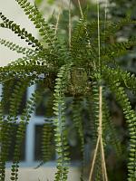 Папоротник ампельный в подвесном горшке искусственный W70 H95 см