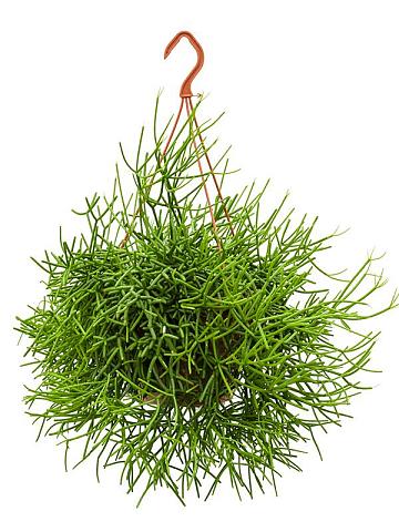 Рипсалис Хетероклада ампельный Рипсалис Хетероклада ампельный