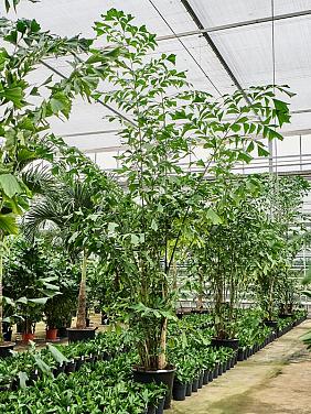 Кариота Митис мягкая Кариота Митис мягкая