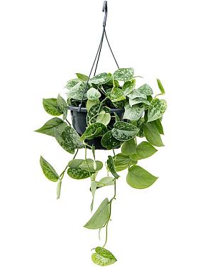 Сциндапсус Пиктус Сильвер Энн ампельный Сциндапсус Пиктус Сильвер Энн ампельный