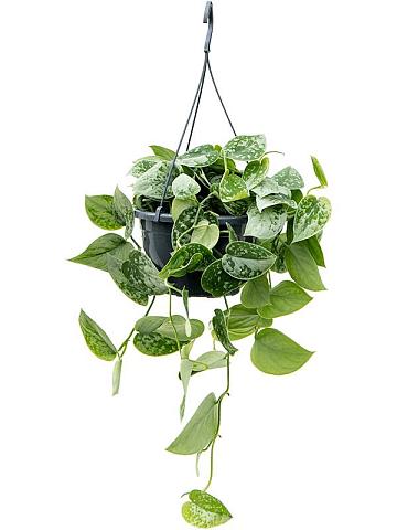 Сциндапсус Пиктус Сильвер Энн ампельный Сциндапсус Пиктус Сильвер Энн ампельный