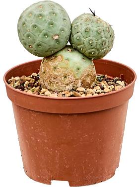 Тефрокактус Геометрикус Тефрокактус Геометрикус