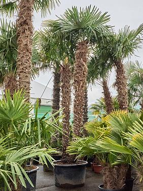 Трахикарпус Форчуна многоствольный