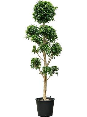 Фикус Микрокарпа Нитида разветвленный Фикус Микрокарпа Нитида разветвленный