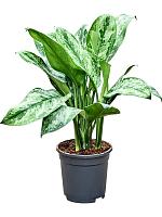 Аглаонема Пейнтед Принцесс H60 D17 см