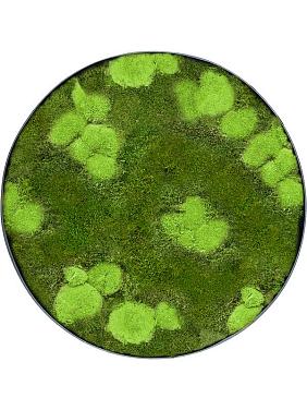 Картина из мха nova frame anthracite-concrete 30% ball- and 70% flat moss Картина из мха nova frame anthracite-concrete 30% ball- and 70% flat moss