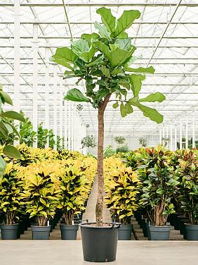 Фикус Лирата