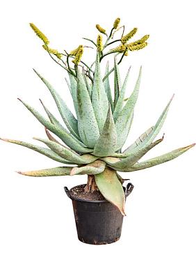 Алоэ Марлота