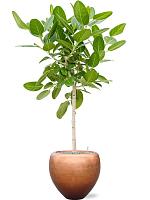 Фикус Бенгальский Одри H130 D30 см