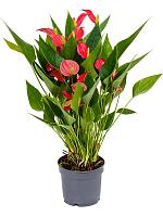 Антуриум Андрианум Миллион Флауэрс красный H35 D12 см