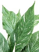 Спатифиллум Даймонд H60 D17 см