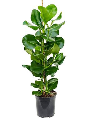 Клузия Росеа