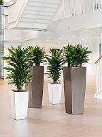 Драцена Фрагранс Джанет Линд разветвленная H90 D24 см