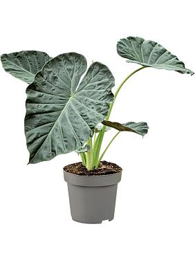 Алоказия Регал Шилдс