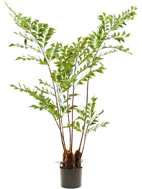 Пальма Кариота искусственная