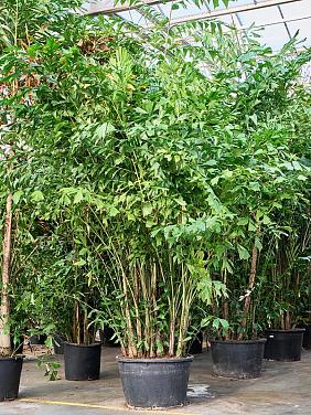 Кариота Митис мягкая Кариота Митис мягкая