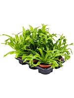 Асплениум Эми H30 D12 см