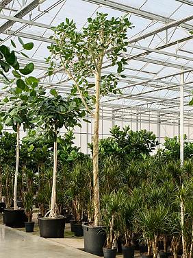 Фикус Бенгальский Одри