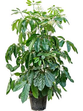 Шеффлера Амате Шеффлера Амате