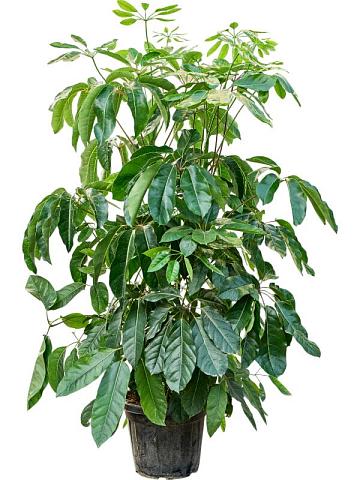 Шеффлера Амате Шеффлера Амате