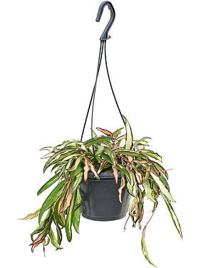 Хойя Вайети Триколор ампельная Хойя Вайети Триколор ампельная