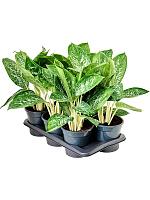 Аглаонема Бритт H45 D17 см