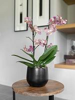 Кашпо Isabel pot black D15 H13 см