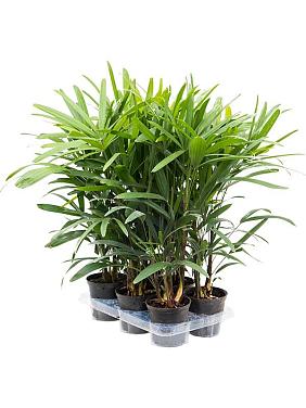 Рапис высокий