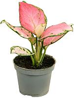 Аглаонема Ред Циркон H8 D6 см