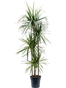 Драцена Маргината окаймленная 4 ствола Драцена Маргината окаймленная 4 ствола