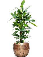 Фикус Циатистипула H105 D21 см Фикус Циатистипула H105 D21 см