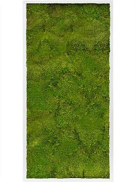 Картина из мха mdf ral 9010 satin gloss 100% flat moss Картина из мха mdf ral 9010 satin gloss 100% flat moss