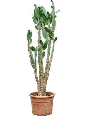 Опунция Консолея Опунция Консолея