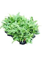 Арахниодес Аристата вариегата H35 D12 см