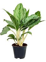 Аглаонема Чинто Квин H40 D14 см