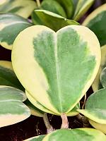 Хойя Керри вариегата H20 D9 см