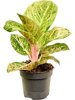Аглаонема Эпл Фэнтези H35 D12 см