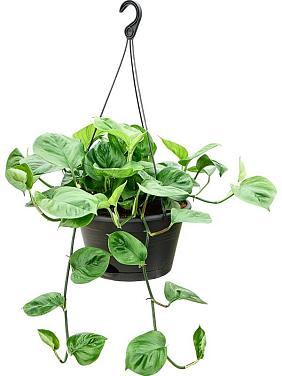 Эпипремнум Манжула Грин ампельный Эпипремнум Манжула Грин ампельный