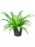 Асплениум Антикум H60 D23 см