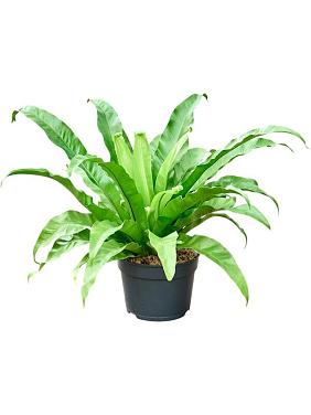 Асплениум Антикум