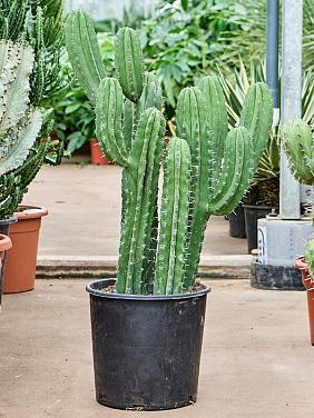 Полаския Чичипе Полаския Чичипе