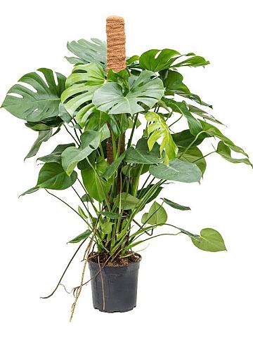 Монстера Делициоза (деликатесная) на опоре Монстера Делициоза (деликатесная) на опоре