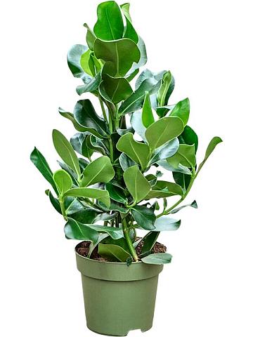 Клузия Росеа 3 ствола Клузия Росеа 3 ствола