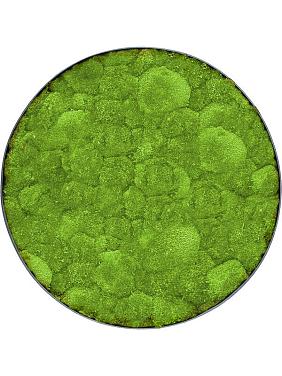 Картина из мха nova frame anthracite-concrete 100% ball moss Картина из мха nova frame anthracite-concrete 100% ball moss