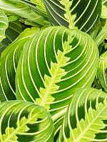 Маранта Лемон беложильчатая H35 D12 см