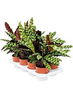 Калатея Лансифолия H40 D14 см