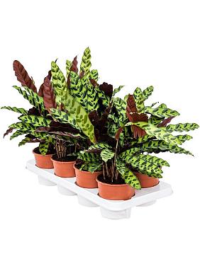 Калатея Лансифолия Калатея Лансифолия